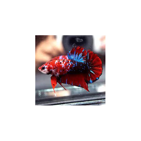 Betta spl. male plakat galaxy - L