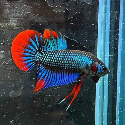 Betta spl. imbellis - 1.5 - 3 cm