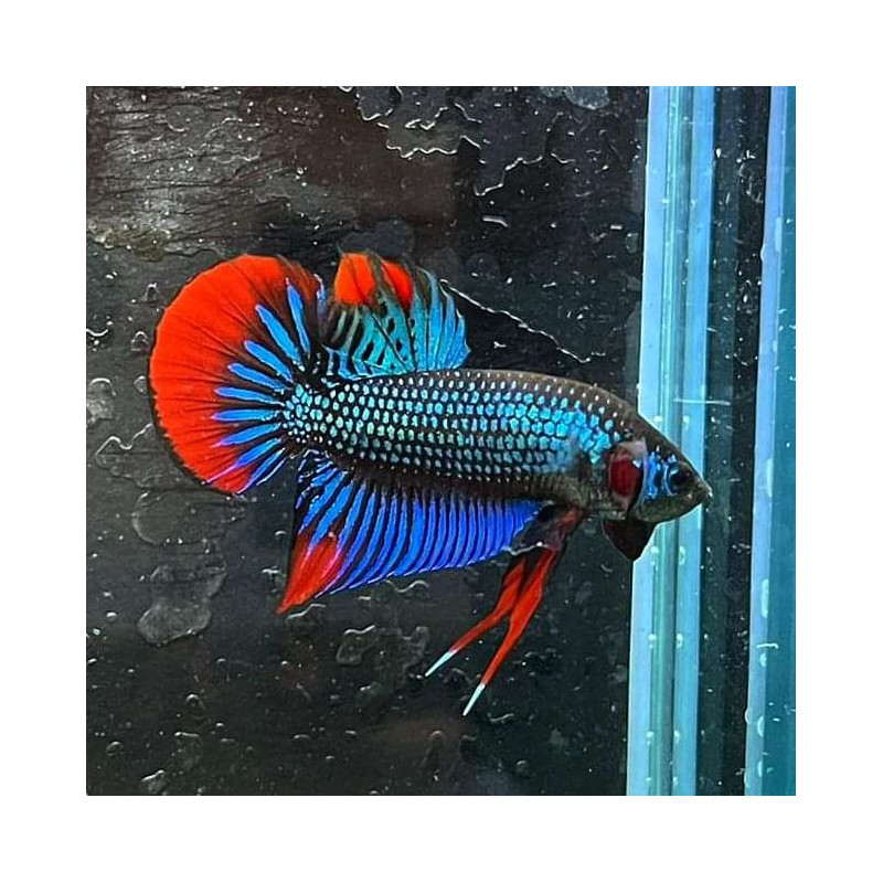 Betta spl. imbellis - 1.5 - 3 cm