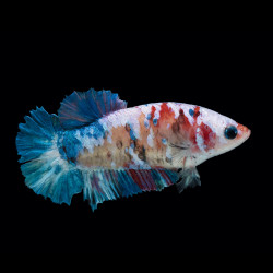 Betta spl. female halfmoon koi - XL