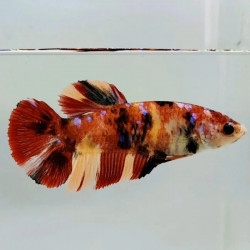 Betta spl. female giant nemo - XL