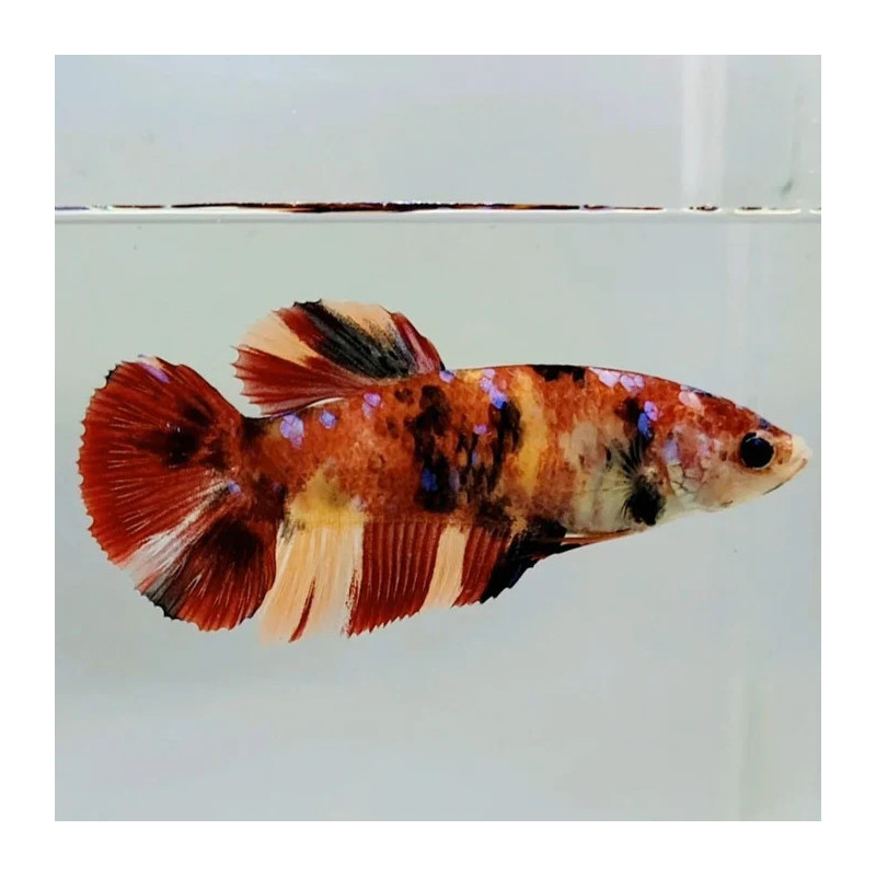 Betta spl. female giant nemo - XL