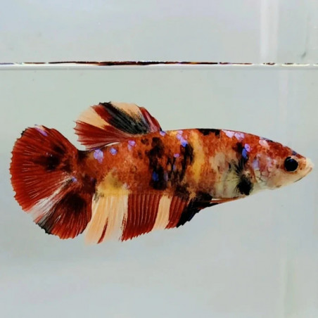 Betta spl. female giant nemo - XL