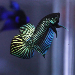 Betta spl. mahachaiensis male  - XL