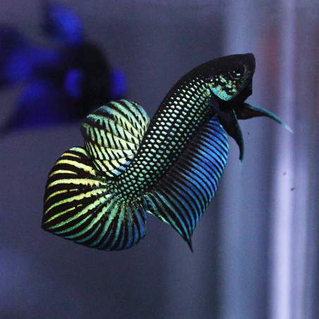 Betta spl. mahachaiensis male  - XL