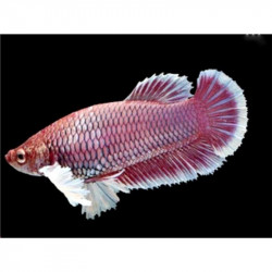 Betta spl. female plakat - L
