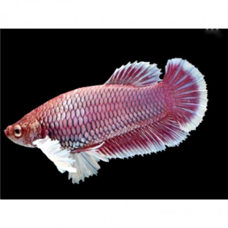 Betta spl. female plakat - L