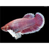 Betta spl. female plakat - L