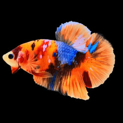 Betta spl. male giant nemo - 6 - 8 cm