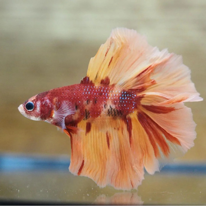 Betta spl. male nemo longtail - XL