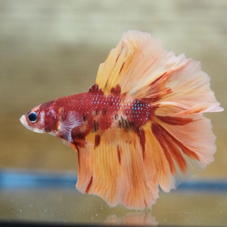 Betta spl. male nemo longtail - XL