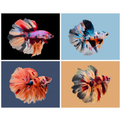 Betta spl. male halfmoon plakat mix - XL