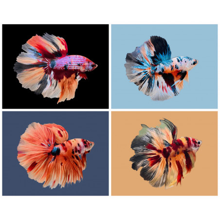 Betta spl. male halfmoon plakat mix - XL