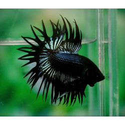 Betta spl. male crowntail black - L