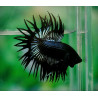 Betta spl. male crowntail black - L