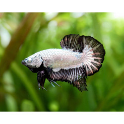 Betta spl. male samurai - L