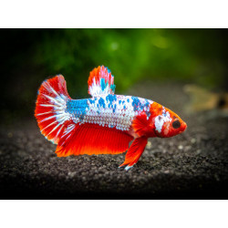 Betta spl. male plakat - XL