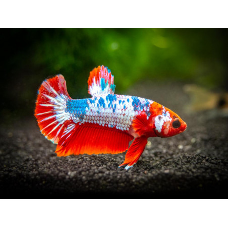 Betta spl. male plakat - XL
