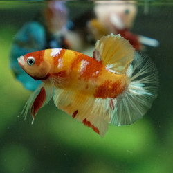 Betta spl. male koi - L