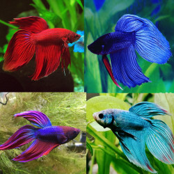 Betta spl. male veiltail mix XL