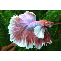 Betta spl. male super delta big ears XL
