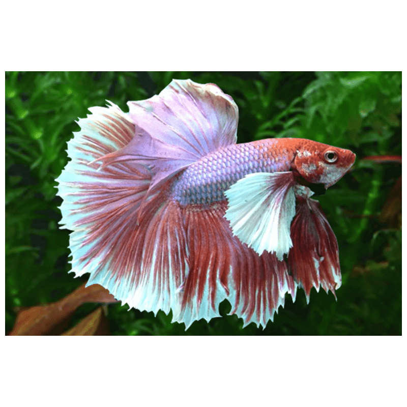 Betta spl. male super delta big ears XL