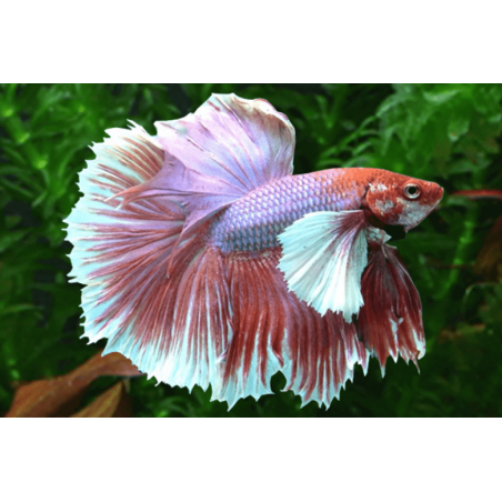 Betta spl. male super delta big ears XL
