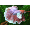 Betta spl. male super delta big ears XL