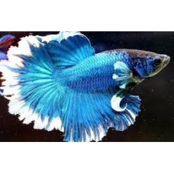 Betta spl. male halfmoon butterfly - L