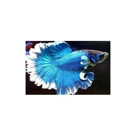 Betta spl. male halfmoon butterfly - L