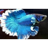 Betta spl. male halfmoon butterfly - L