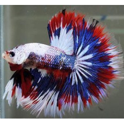 Betta spl. male double tail mix - XL