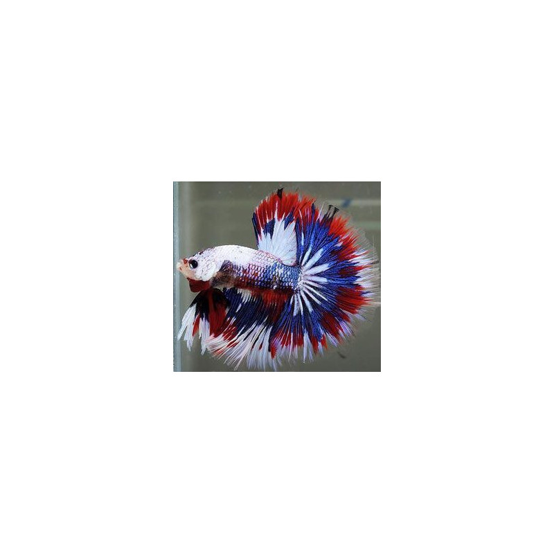 Betta spl. male double tail mix - XL