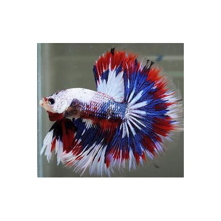 Betta spl. male double tail mix - XL