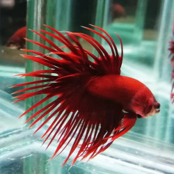 Betta spl. male crowntail red - XL