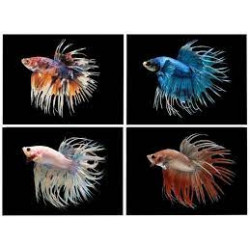 Betta spl. male crowntail mix - XL