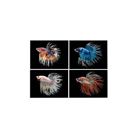 Betta spl. male crowntail mix - XL