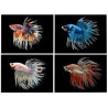 Betta spl. male crowntail mix - XL
