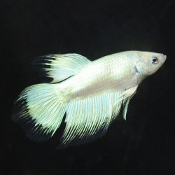 Betta spl. female super delta tail - XL