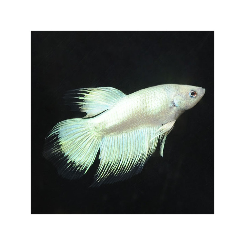 Betta spl. female super delta tail - XL