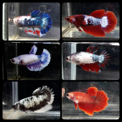 Betta spl. female halfmoon mix - XL