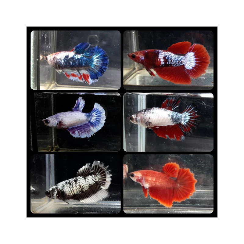 Betta spl. female halfmoon mix - XL