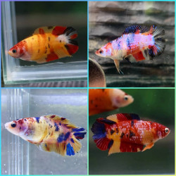 Betta spl. female double tail - L