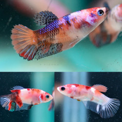 Betta spl. female crowntail mix - 3 - 4 cm
