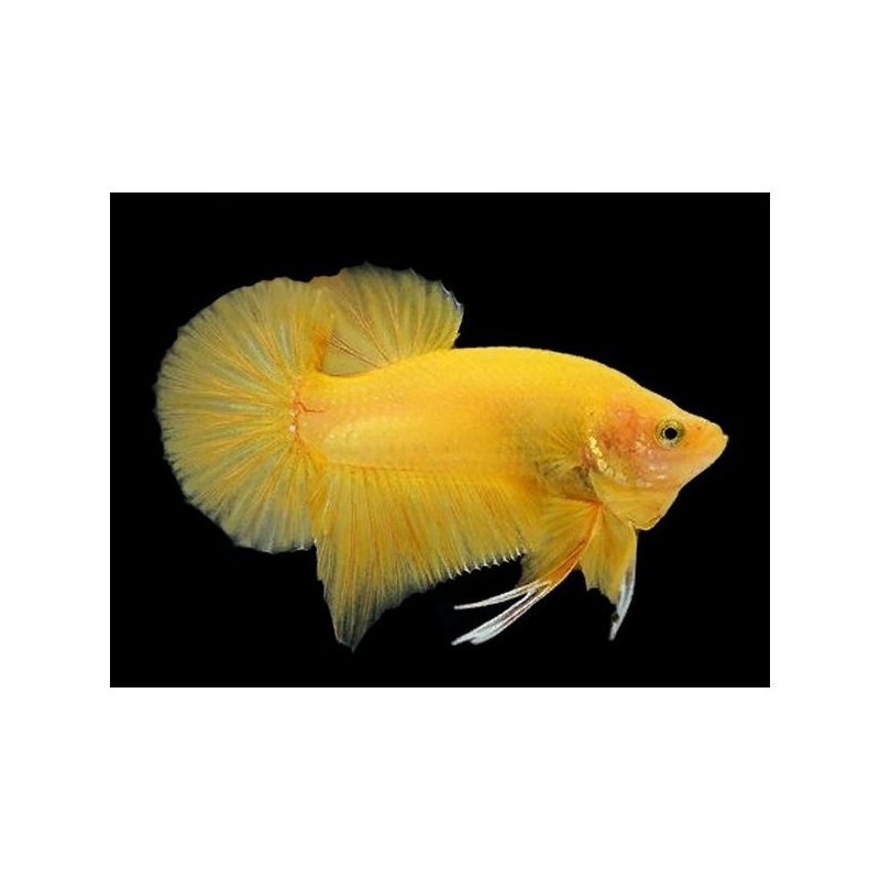 Betta spl. male plakat halfmoon yellow - L