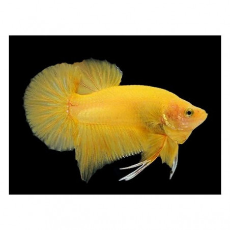 Betta spl. male plakat halfmoon yellow - L