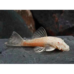 Ancistrus albino - 3 - 4 cm