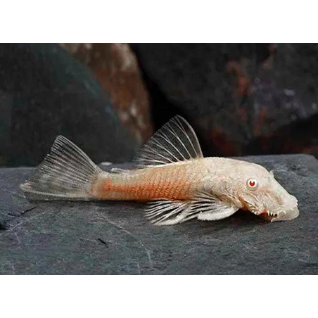 Ancistrus albino - 3 - 4 cm