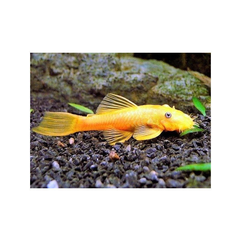 L144 Ancistrus lemon - 2 - 2.5 cm