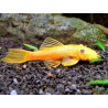 L144 Ancistrus lemon - 2 - 2.5 cm